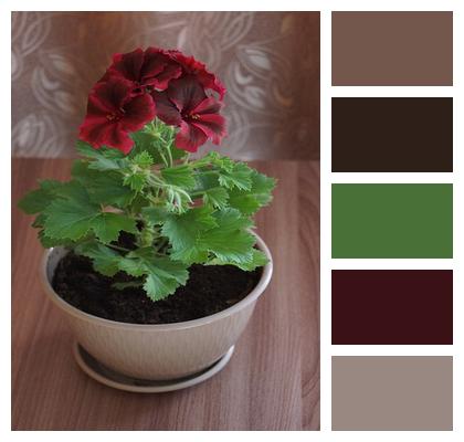 Home Flower Grade Royal Geraniums Pot Image